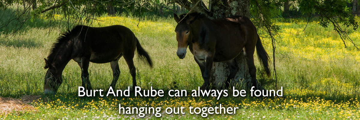 Burt and Rube